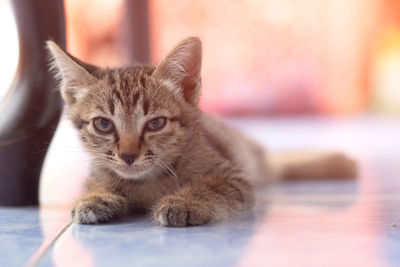 Close-up portrait of cat relaxing at home