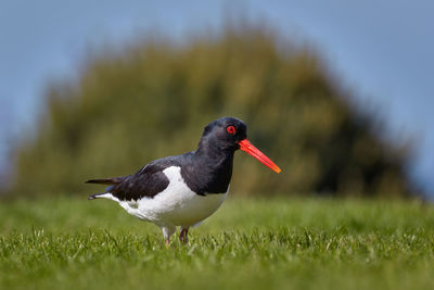 Close-up of a bird on grass