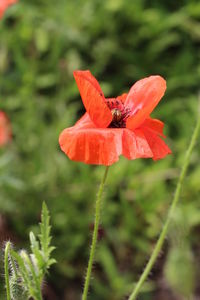 Close-up of insect on red poppy