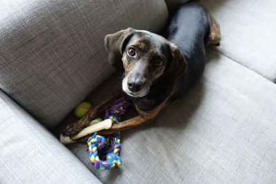 High angle portrait of dog sitting on sofa