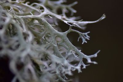 Close-up of flower against black background