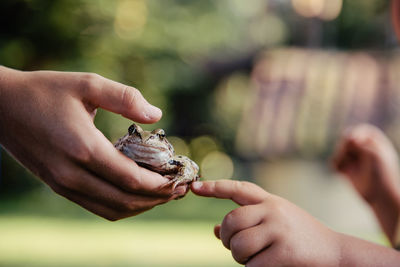 Close-up of child hand holding frog