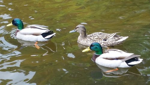 Birds in water