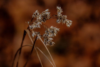 Close-up of plant