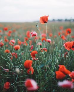 Close-up of red poppy flower in field