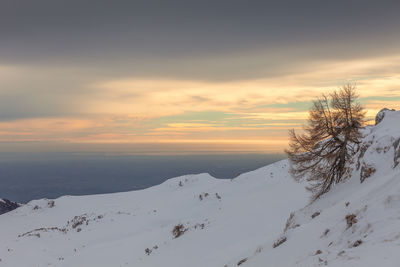 Lone larch on snowy slope with  venetian lagoon in the background, col visentin, belluno, italy