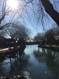 Bare trees by calm lake