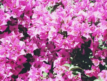 Full frame shot of pink flower tree