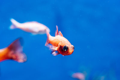 Close-up of fish swimming in sea