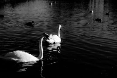 Swan swimming in lake