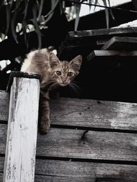 Portrait of cat on bench