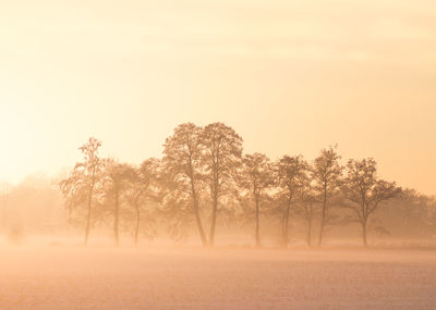 Trees on field against sky during winter