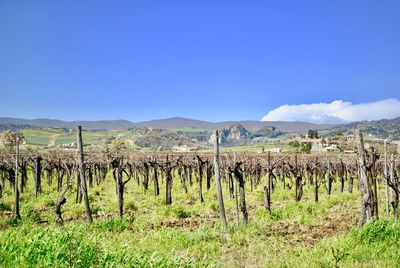 Scenic view of vineyard against blue sky