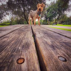 Portrait of dog standing on footpath