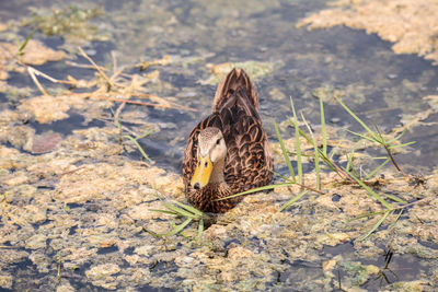 Female mottled duck anas fulvigula fulvigula swims in a pond with a lot of algae in naples, florida