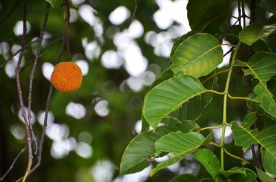 Close-up of fruit growing on tree