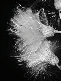 Close-up of dandelion
