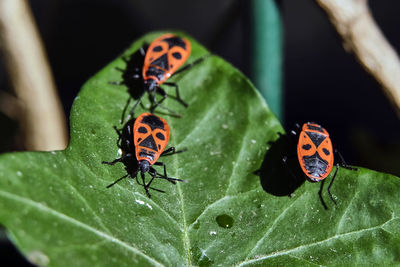 Close-up of ladybug on leaf