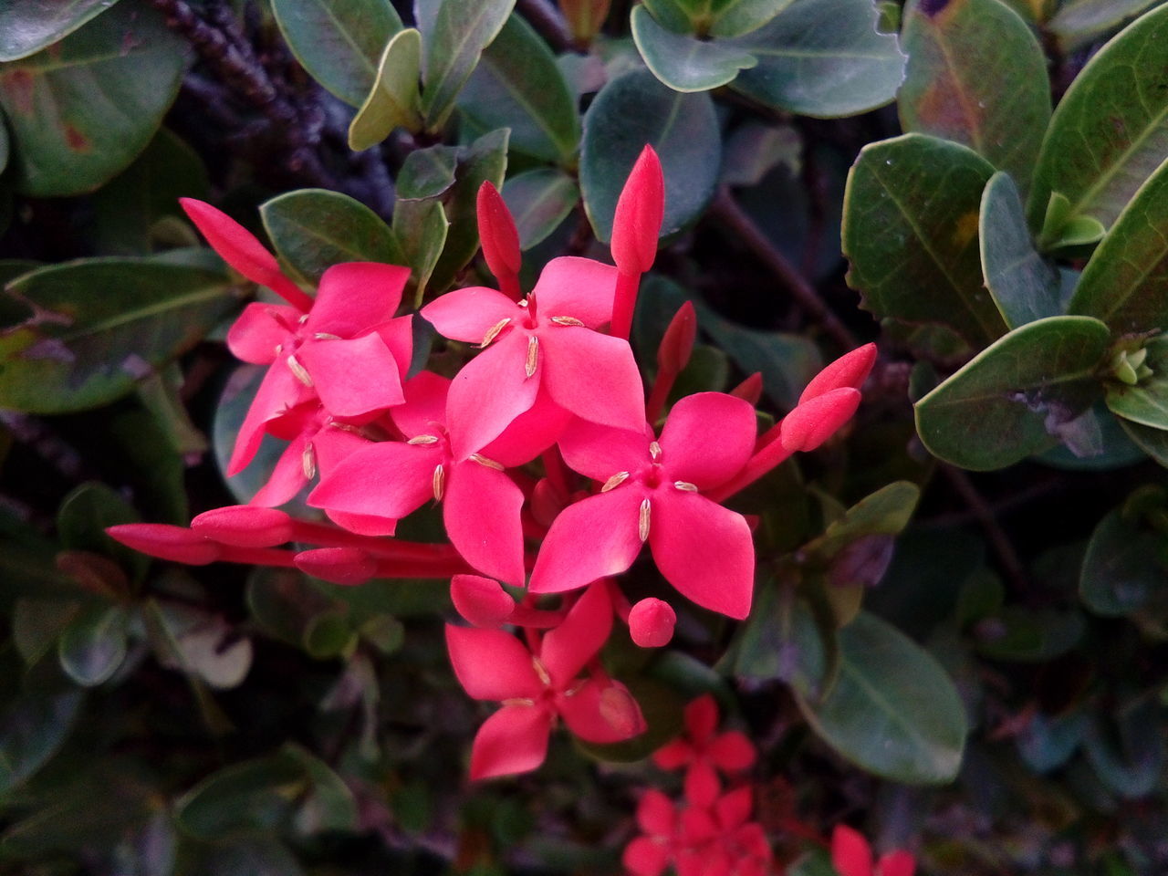 CLOSE-UP OF PINK ROSE PLANTS