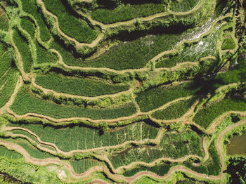 Full frame shot of agricultural field