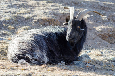 Portrait of an animal lying on field
