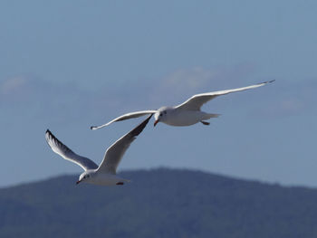 Low angle view of seagull flying in sky