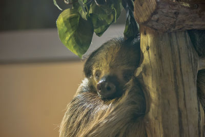 Sloth sleeping