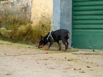 Black dog looking away