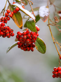 Close-up of red berries growing on tree