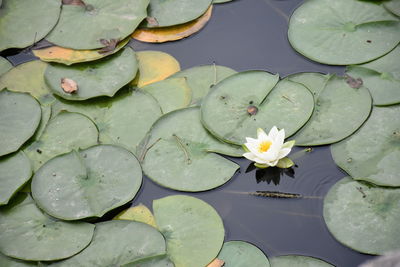 Close-up of lotus water lily in lake