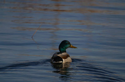 Duck swimming in lake