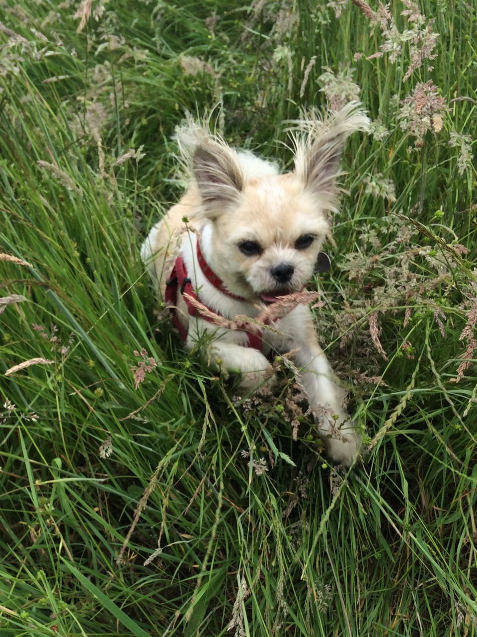 animal themes, pets, domestic animals, grass, one animal, mammal, dog, grassy, field, relaxation, green color, domestic cat, high angle view, growth, lying down, plant, nature, young animal, day, outdoors