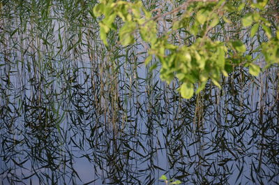 Close-up of tree branch