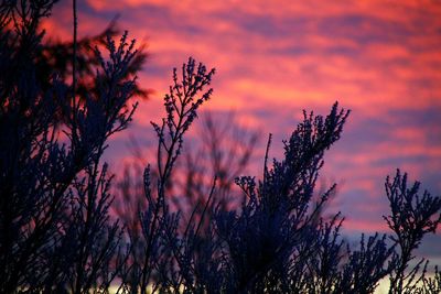 Silhouette plants against dramatic sky during sunset