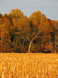 Scenic view of field against sky during autumn