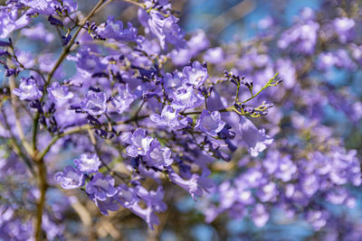 Close-up of cherry blossom