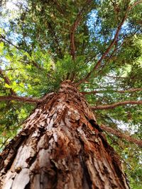 Low angle view of tree trunk in forest