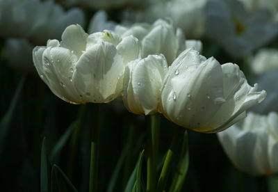 Close-up of wet white flower