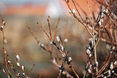 Close-up of plant