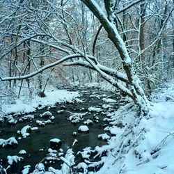 Bare trees on snow covered landscape