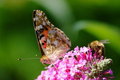 Close-up of butterfly pollinating on purple flower