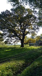 Trees on field against sky