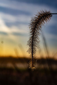 Close-up of stalks in field against sky during sunset