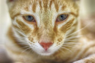 Close-up portrait of cat