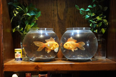 Close-up of fish in tanks on table at home