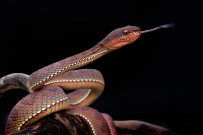 Close-up of lizard