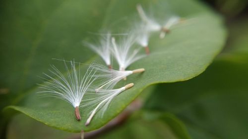 Close-up of dandelion on plant