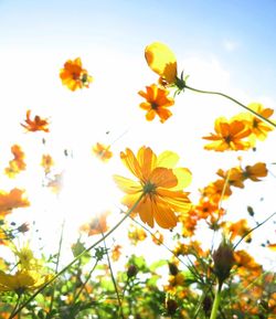 Close-up of yellow cosmos flowers against sky