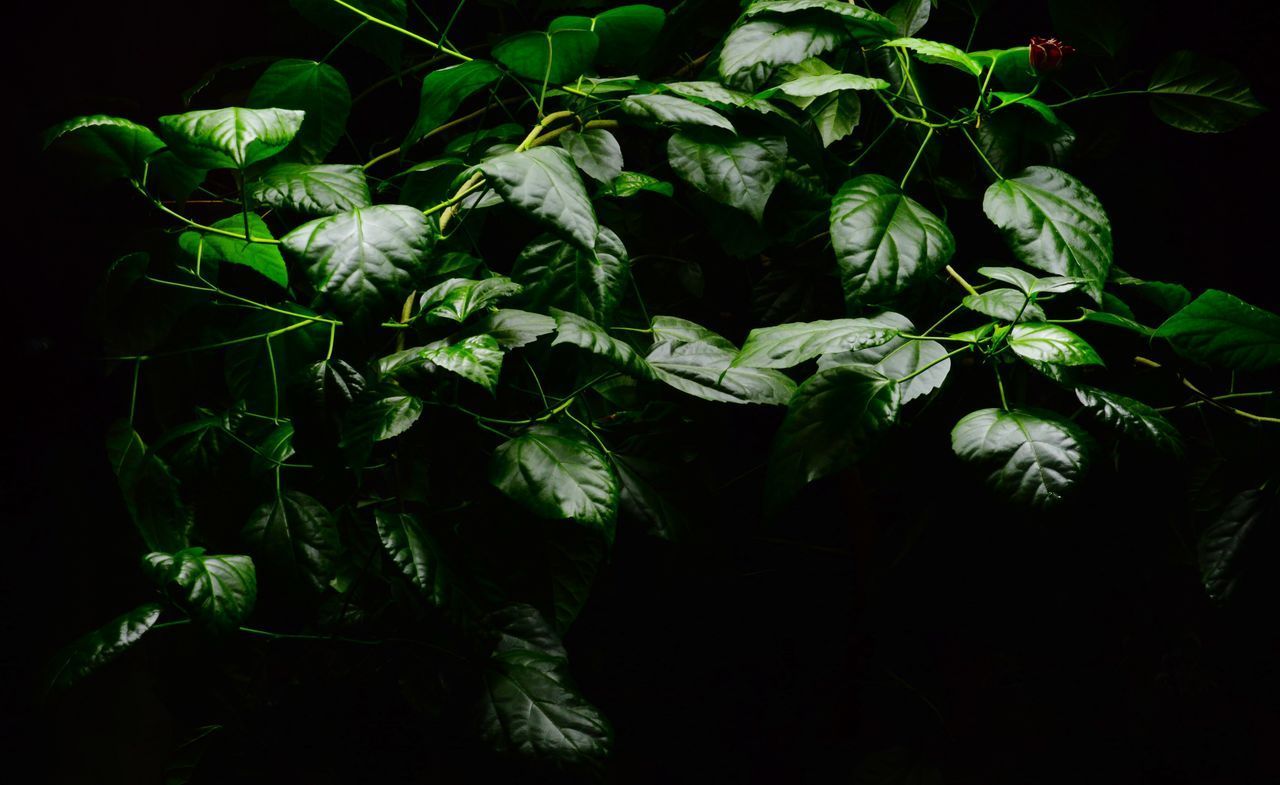 CLOSE-UP OF FRESH GREEN FLOWERS AGAINST BLACK BACKGROUND