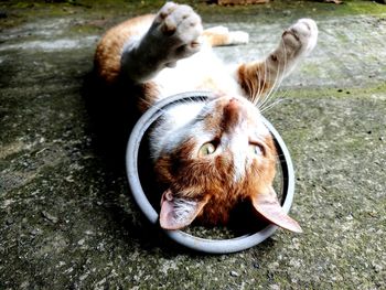 Close-up of cat lying on footpath outdoors